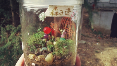 一个叫喵桑的孩子，DIY的小小盆栽，玻璃罐是超市里抢来的特价茶叶罐。