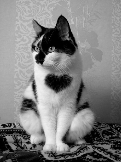 mi。牛奶爱心猫。