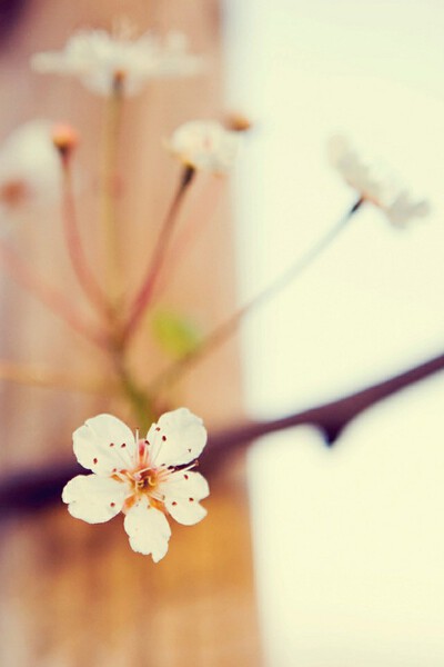 花之蕊