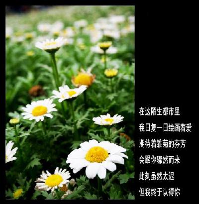 雏菊