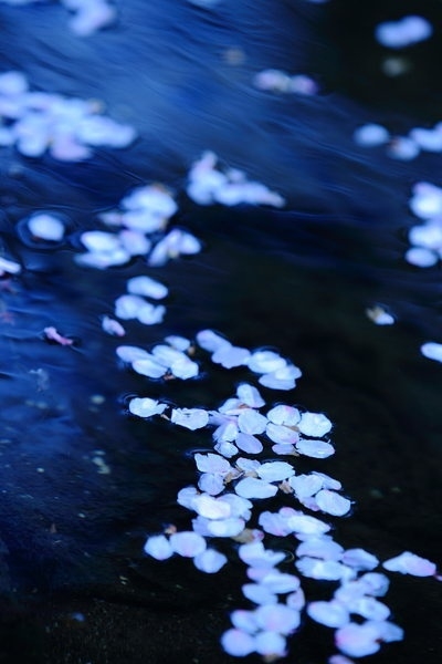 落花有意，流水无情