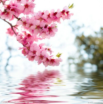 花开人正欢，花落春如醉
