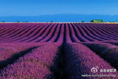 紫色花海