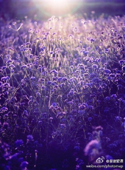 花海
