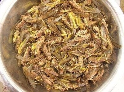 蚂蚱，你吃过吗？