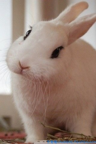 兔子