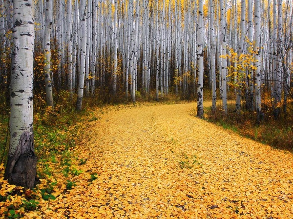 Aspen Forest, Colorado Photograph by Ron Azevedo