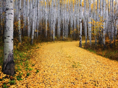 Aspen Forest, Colorado Photograph by Ron Azevedo