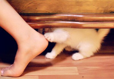 看到你了哦，小猫咪