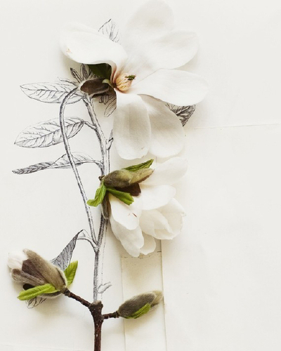 花 与画