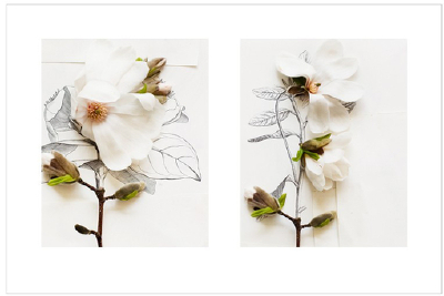 花 与画