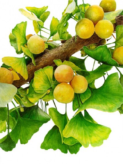 Anna Knights写实手绘 ——Ginkgo Biloba（ 画家主页：http://annamasonart.com/）