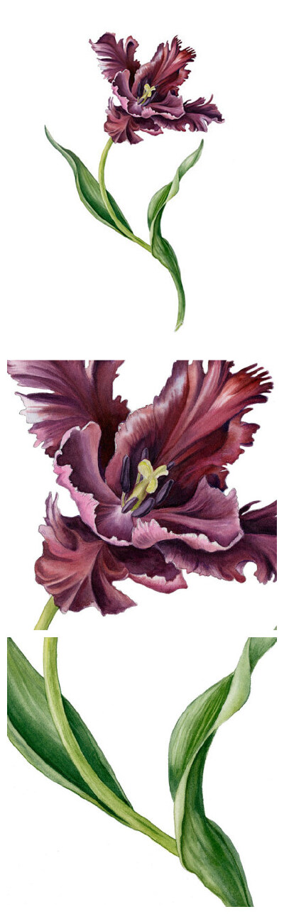 Mindy Lighthipe的手绘花卉植物动物图谱 共收录41张图片 （画家主页：http://www.mindylighthipe.com/studio16online/FineArt_Galleries/Pages/Symbiosis.html#grid）