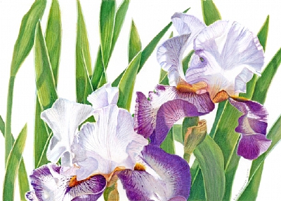 kathy cranmer的手绘水彩花卉图谱 共收录13张图片 （画家主页：http://www.kathycranmerartstudio.com/botanical-illustration.html）