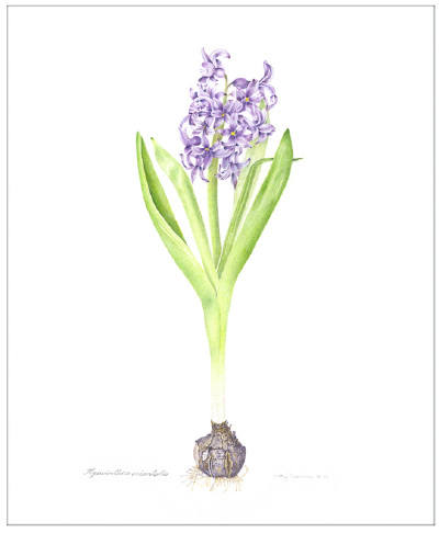 kathy cranmer的手绘水彩花卉图谱 共收录13张图片 （画家主页：http://www.kathycranmerartstudio.com/botanical-illustration.html）