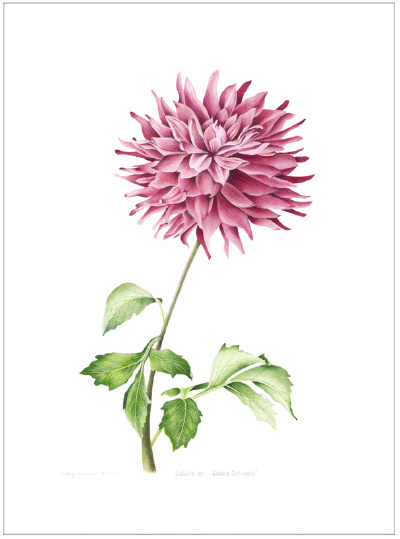 kathy cranmer的手绘水彩花卉图谱 共收录13张图片 （画家主页：http://www.kathycranmerartstudio.com/botanical-illustration.html）