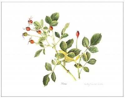 kathy cranmer的手绘水彩花卉图谱 共收录13张图片 （画家主页：http://www.kathycranmerartstudio.com/botanical-illustration.html）