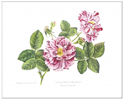 kathy cranmer的手绘水彩花卉图谱 共收录13张图片 （画家主页：http://www.kathycranmerartstudio.com/botanical-illustration.html）