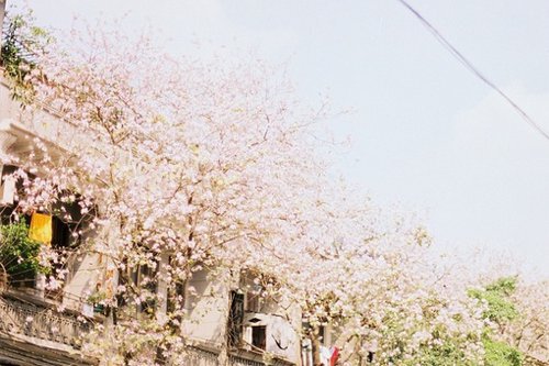 sakura