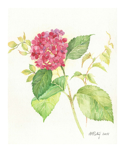 法国艺术家Anne-Marie Patry-Belluteau花与海的水彩画集。她的画风清丽细腻，暗香浮动与一碧万顷跃然纸上。 包含四个专辑《花》《海湾》《风景》《人像》 共收录129张图片。（画家主页：http://www.dessins-aquarell…