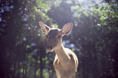 森系的赶脚