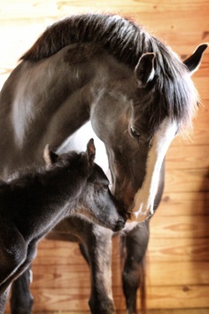 Horse We Heart It