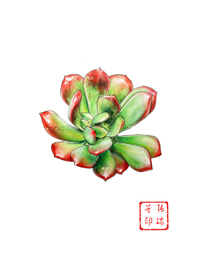 手绘多肉宝宝 虹之玉
