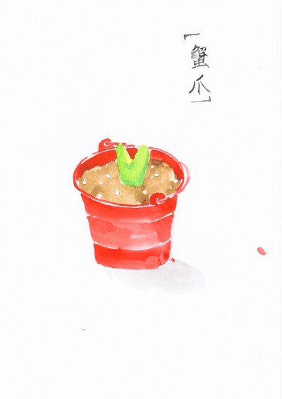 手绘多肉宝宝 蟹爪