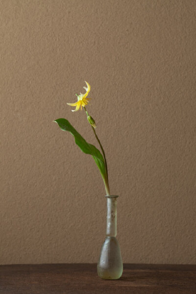 一日一花 B162