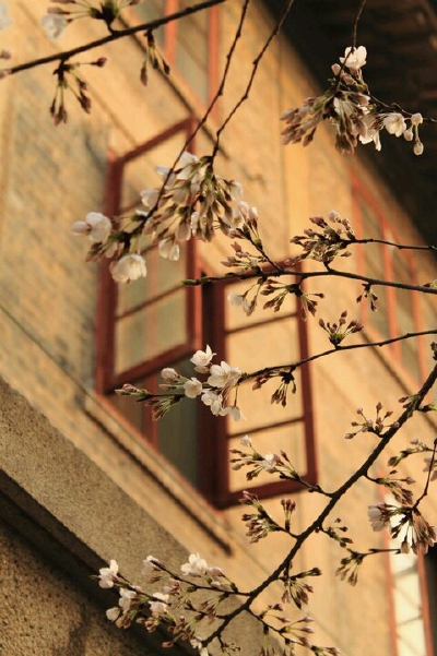 樱花~