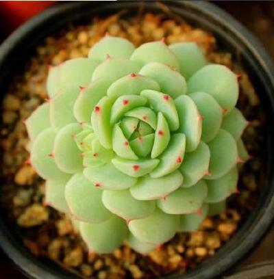 多肉植物 静夜