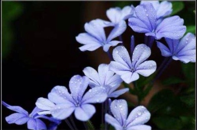 蓝雪花，拉丁文名Ceratostigma plumbaginoides 白花丹科、蓝雪花属植物，原产于南非，又名蓝花丹、蓝雪丹、蓝花矶松、蓝茉莉等，属于白花丹科白花丹属多年生常绿灌木。地栽株高1～2m，盆栽35～50cm，幼苗时枝条直立…