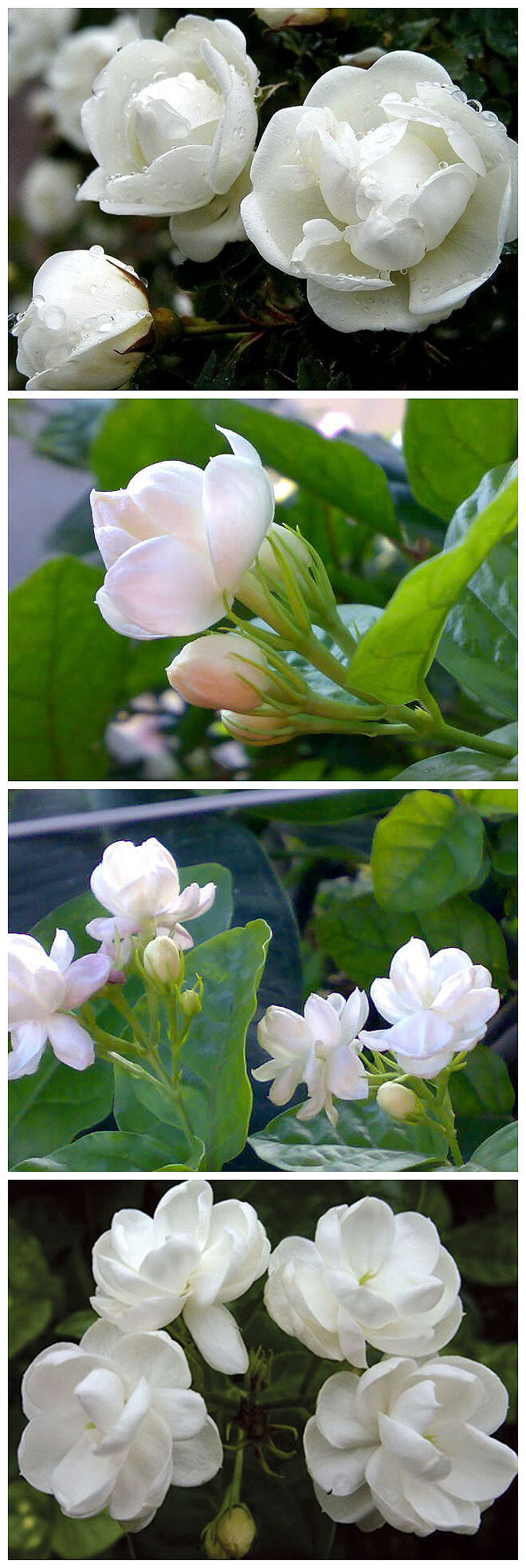 茉莉花花语：1．表示忠贞与尊敬。2．清纯，贞洁，质朴，玲珑 。3．迷人。4．你是我的生命。