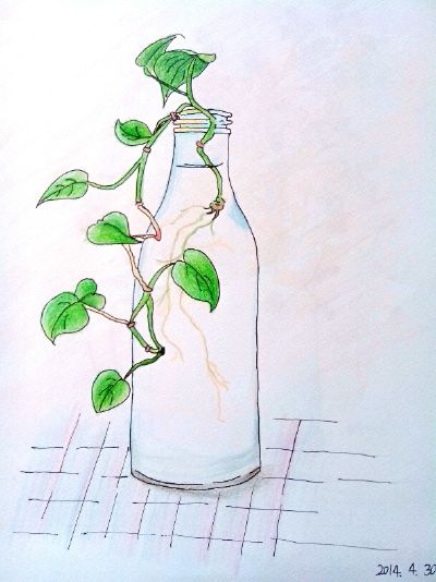 临摹。飞乐鸟。绿萝。