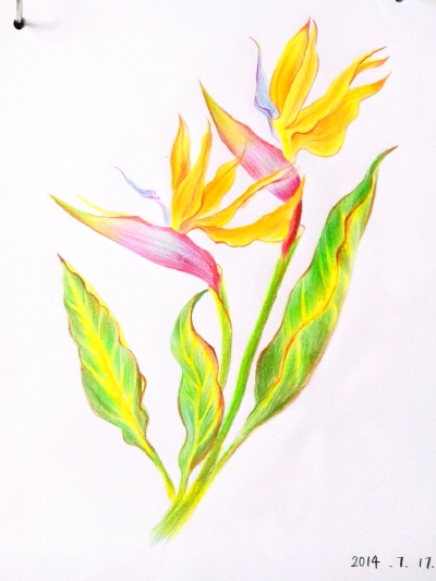 2014.7.17.花之绘，天堂鸟。
