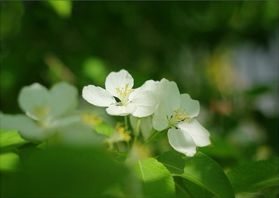 ～纯情清新～
