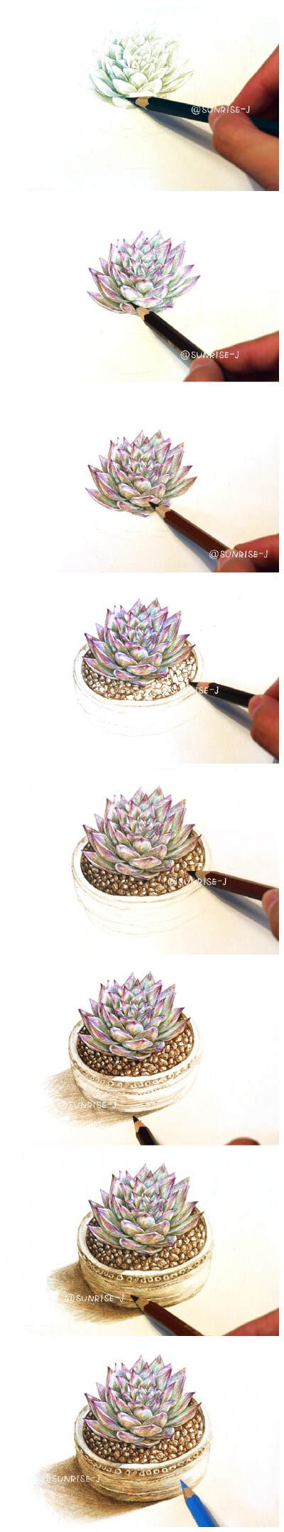 #多肉植物##彩铅##插画#