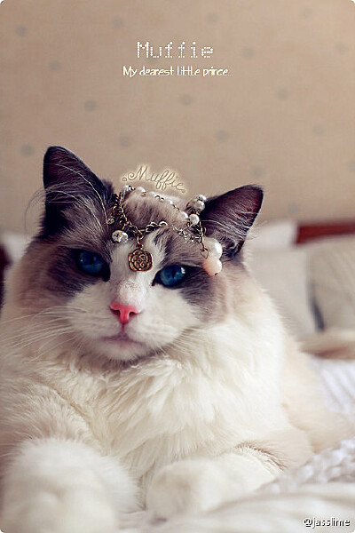 布偶猫Muffie.