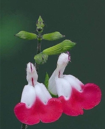 樱桃鼠尾草(Cherry Sage) 学名：Salvia greggii (Salvia microphylla) 科属：唇形科(Lamiaceae)鼠尾草属 多年生草本植物，原产于美国德州至墨西哥，单叶对生，披针形、椭圆形或卵形，锯齿叶缘，总状花序，花萼合生，…