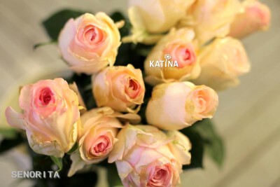 厄瓜多尔玫瑰senorita