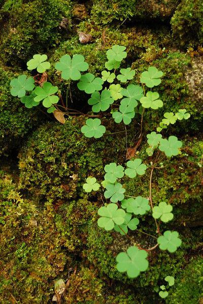 苔藓 四叶草
