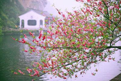 摄影，春天 ＃桃花依旧笑春风＃