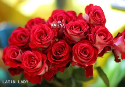 厄瓜多尔玫瑰latin lady。非常富有特色的双色玫瑰。花型饱满，花瓣柔软，内层艳红，外层纯白。用在婚礼或是聚会上，非常抢眼。