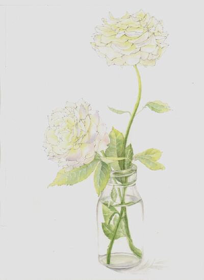 花草、水墨、封面、淡雅、唯美、插画、古风