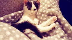 萌 宠物 猫 可爱 别人家的猫