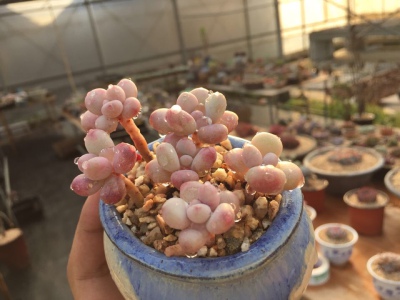 桃蛋蛋