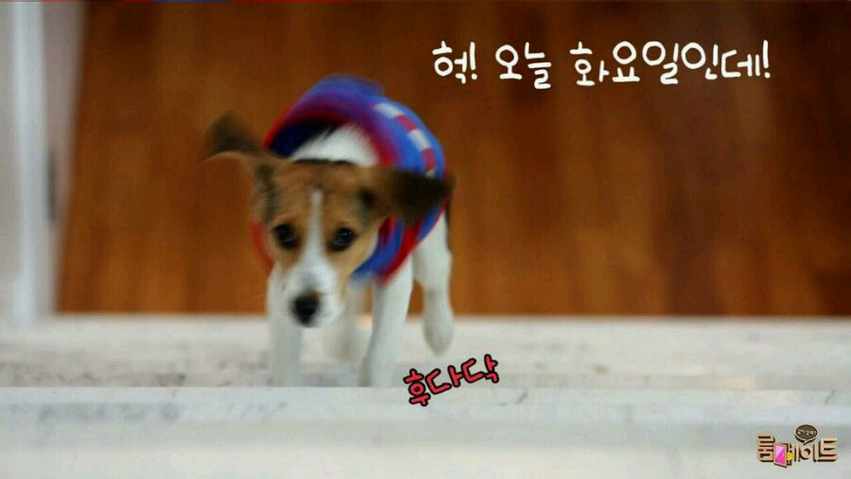 roommate，黄瓜，比格犬，萌萌哒