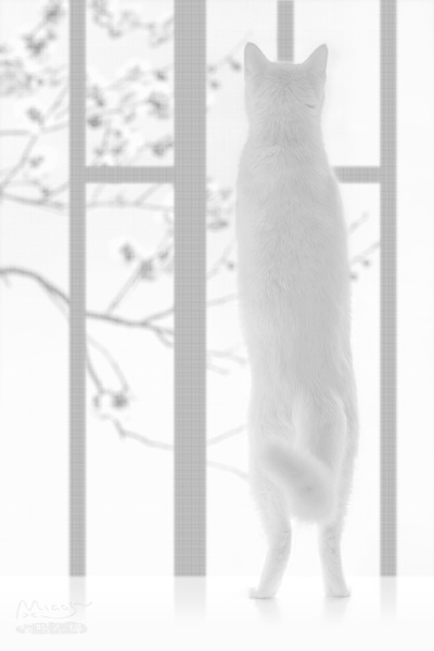 赏花～