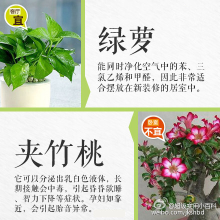 【妆点室内的花草哪些适合摆放在客厅？哪些不宜放在卧室？】