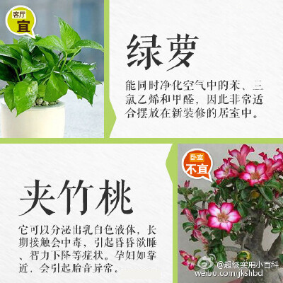 【妆点室内的花草哪些适合摆放在客厅？哪些不宜放在卧室？】